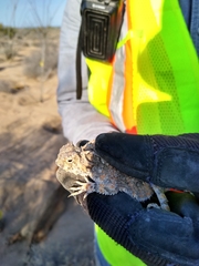Phrynosoma goodei