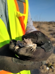 Phrynosoma goodei
