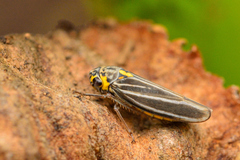 Graphocephala nigrifascia