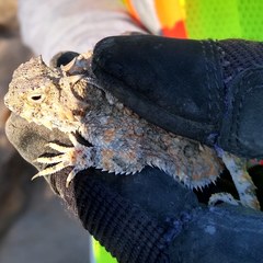 Phrynosoma goodei