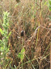 Phyllophaga lanceolata