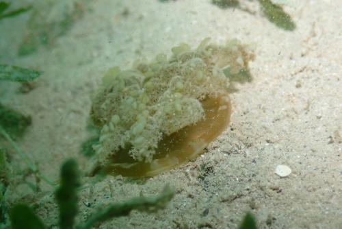 Mangrove Upsidedown Jelly photographed in Hawaii