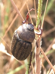 Phyllophaga lanceolata