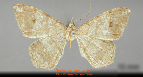 Semiothisa multistriata