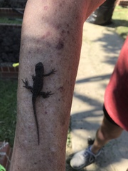Sceloporus olivaceus