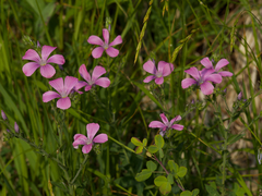 Linum viscosum