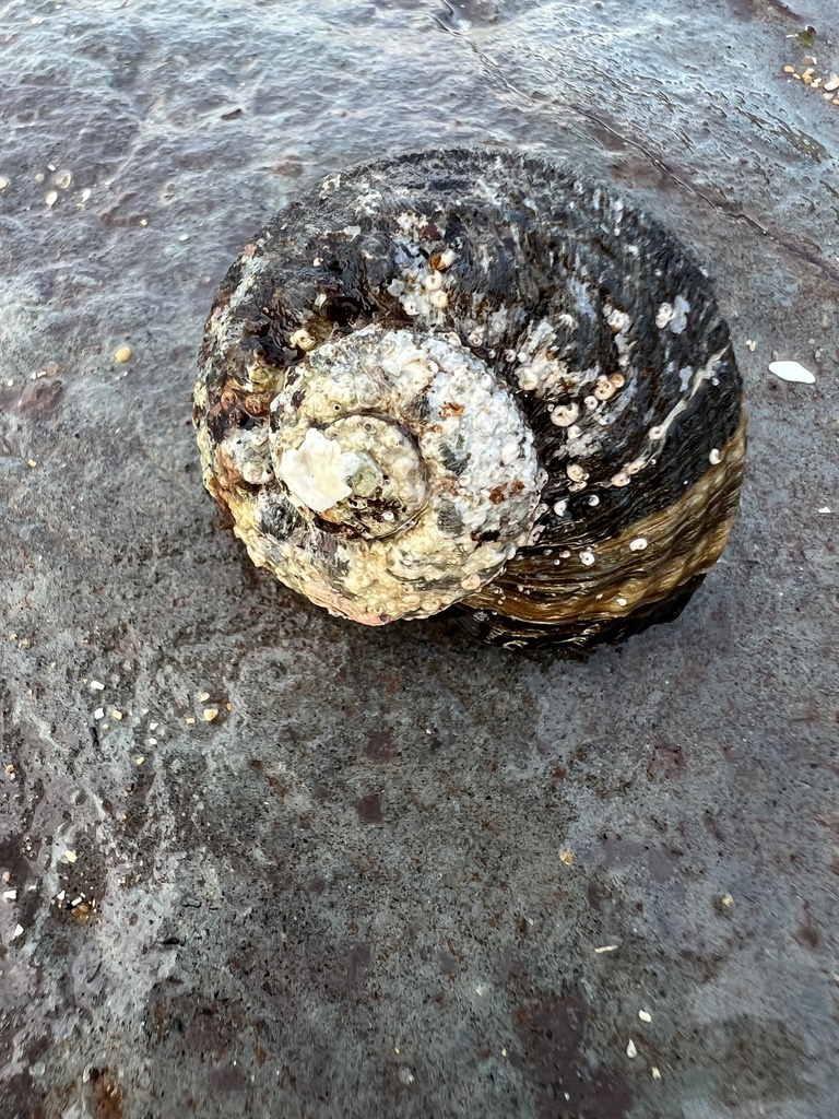 Rough turban shell from Collaroy, NSW, AU on January 9, 2025 at 07:12 ...