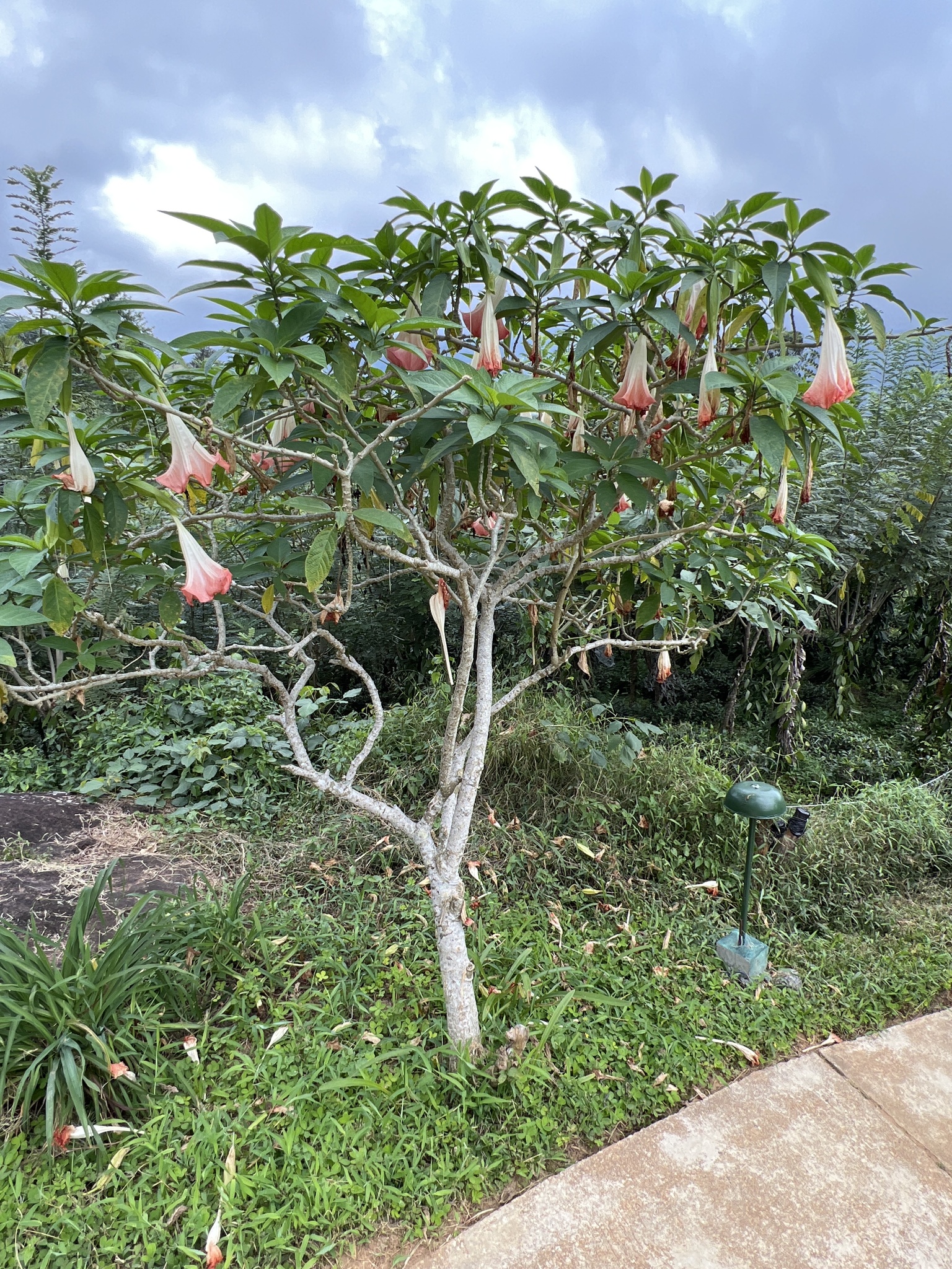 Imagem de Trombeta-de-anjo