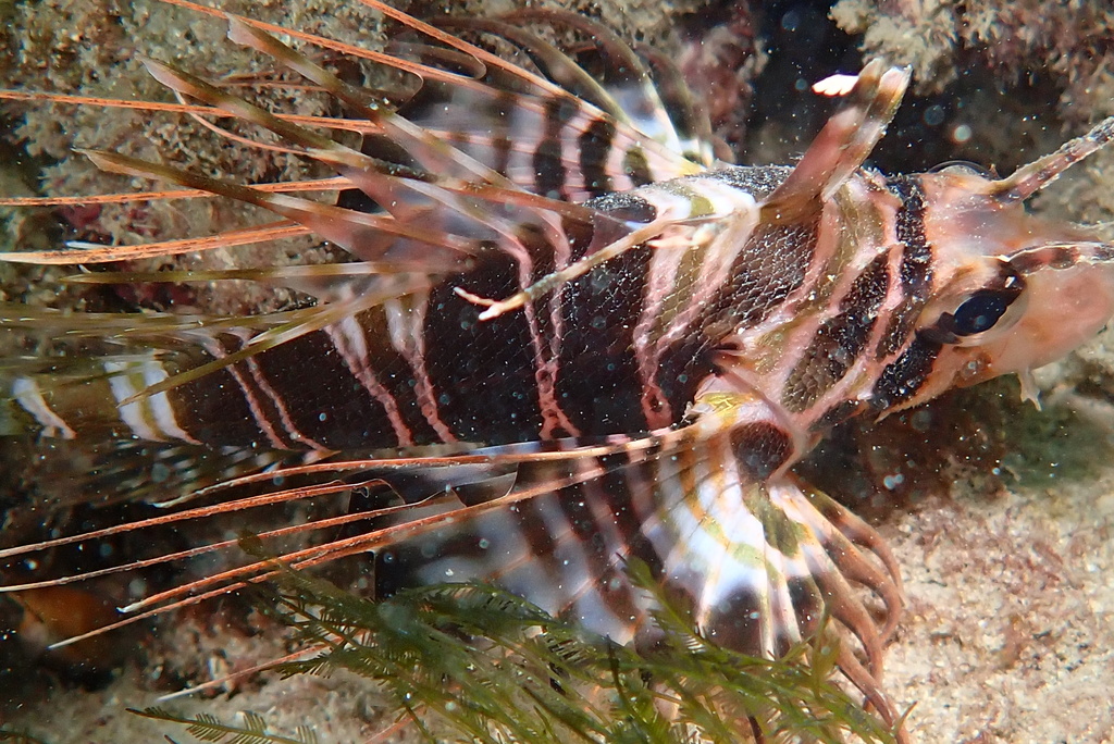 butterfly-cods