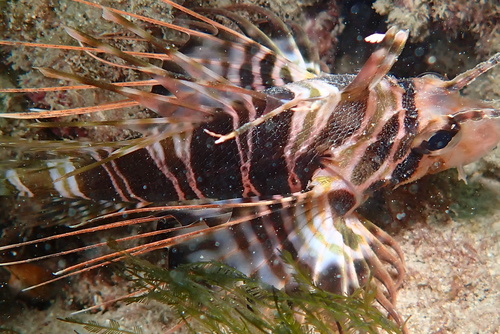 butterfly-cods