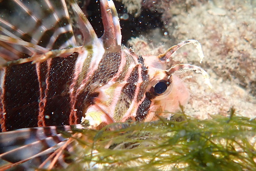 Hawaiian lionfish (Pterois sphex) — Scorpaenidae — 2