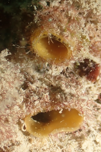 Biemna fistulosa, 2025-01-08