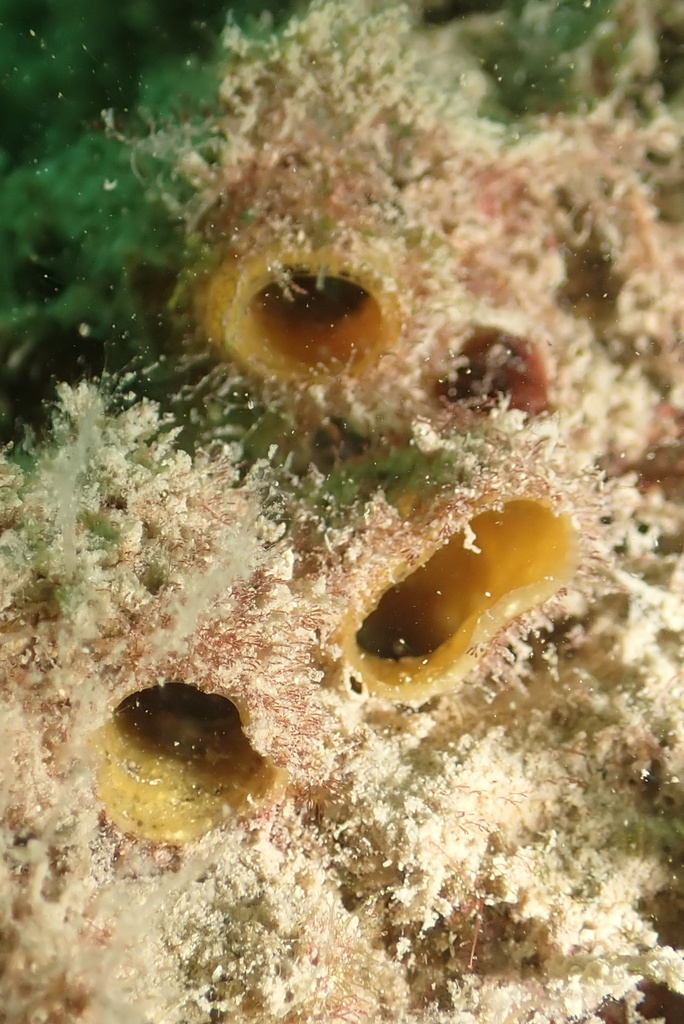 stinging tube sponge