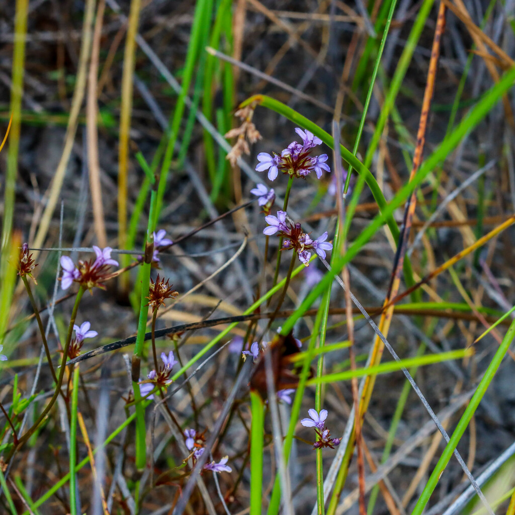 Anthotium junciforme