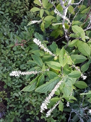 Itea virginica