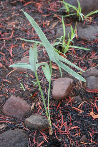 Stylochaeton glaucophyllum