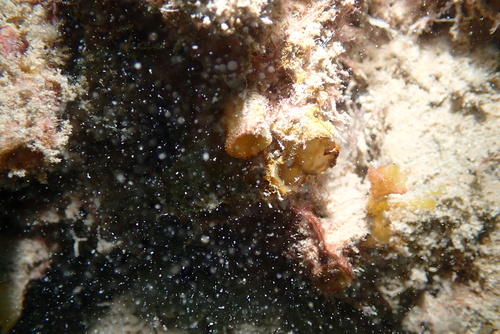 Biemna fistulosa, 2025-01-08