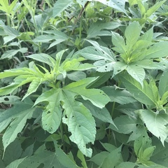 Ambrosia trifida trifida