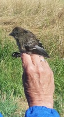 Pipilo maculatus curtatus