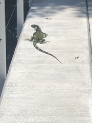 Iguana iguana