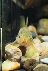 Eight-Whiskered Stone Loach photo 2