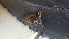 Neotibicen lyricen engelhardti