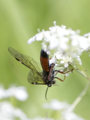 Tenthredopsis tarsata
