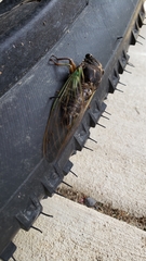 Neotibicen lyricen engelhardti