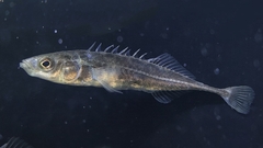 Amur Stickleback photo 4