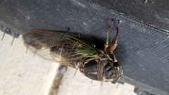 Neotibicen lyricen engelhardti