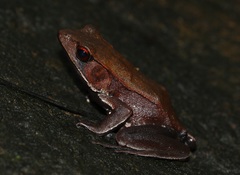 Clinotarsus curtipes