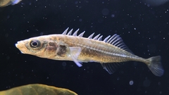 Amur Stickleback photo 3