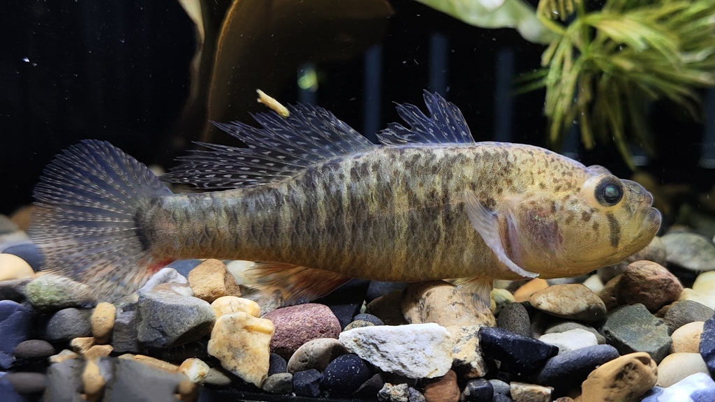Banded sleeper (Micropercops cinctus) — Odontobutidae