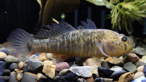 Banded sleeper (Micropercops cinctus) — Odontobutidae