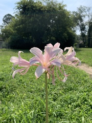 Lycoris squamigera