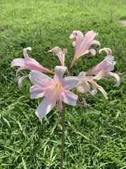 Lycoris squamigera