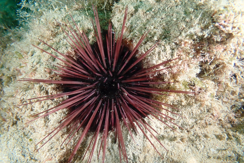 Echinostrephus aciculatus