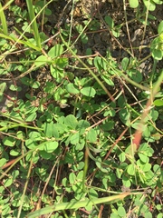 Euphorbia humistrata