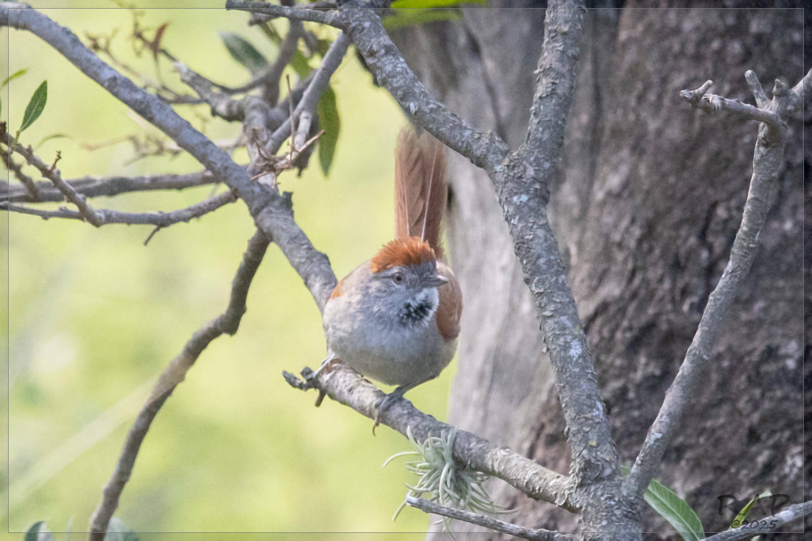 Sooty-fronted Spinetail (Synallaxis frontalis), photo 10
