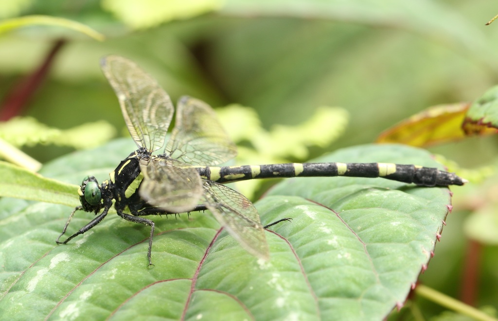 Long Legged Clubtail