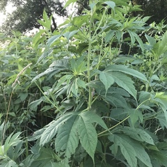 Ambrosia trifida trifida