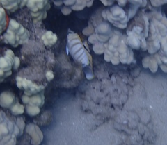 Chaetodon multicinctus