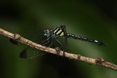 Hylaeothemis apicalis