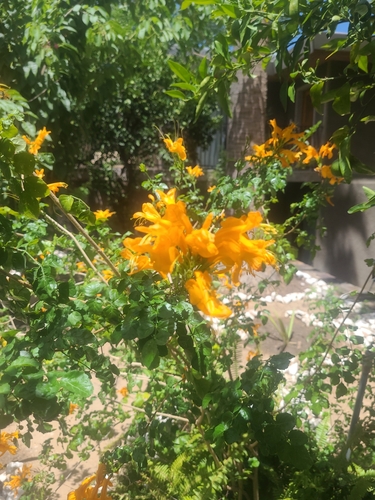 Foto de Sete-léguas