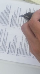 Thryomanes bewickii calophonus