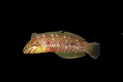 Seagrass Wrasse photo 2