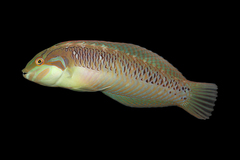 Seagrass Wrasse photo 3
