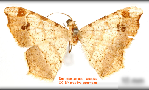 Semiothisa plurimaculata