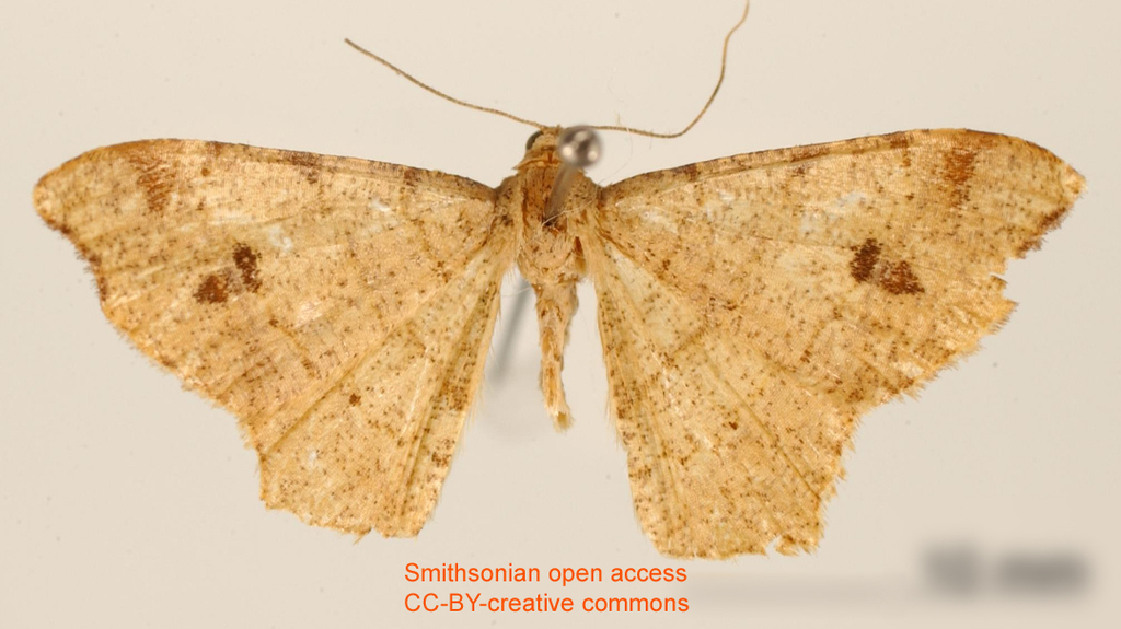 Semiothisa praeflavida