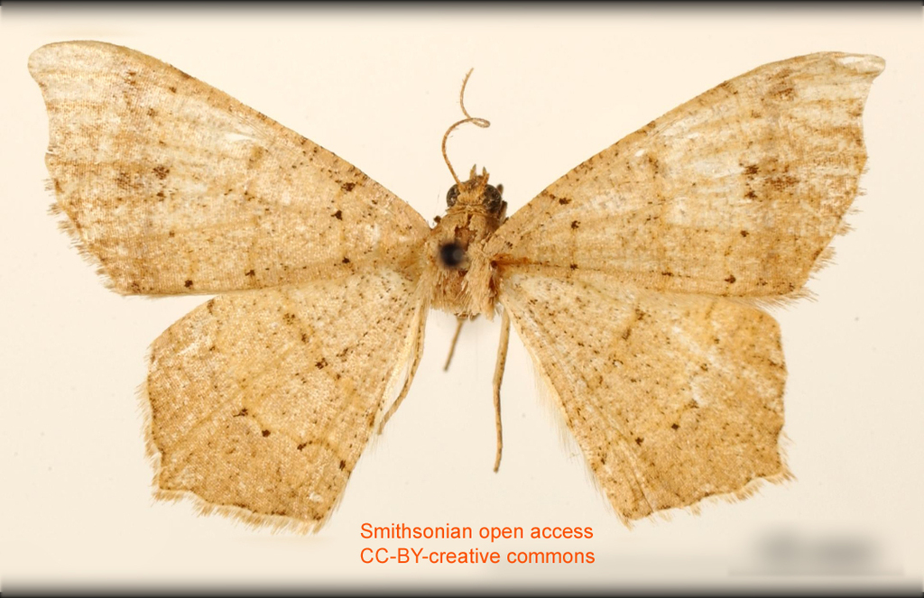 Semiothisa punctistriata